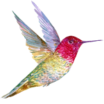 colibri300